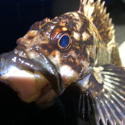 ソイ