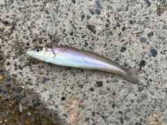 キスの釣果