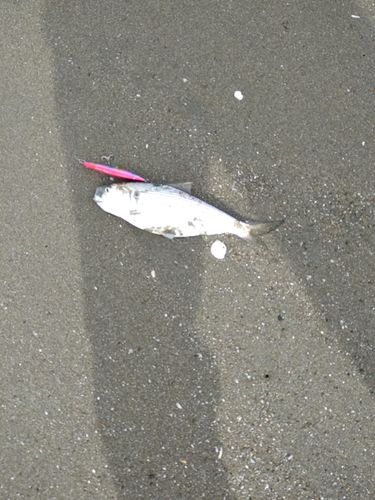 コノシロの釣果
