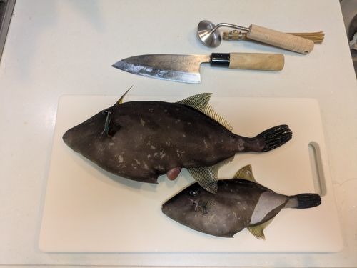 ウマヅラハギの釣果