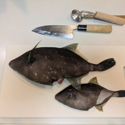 ウマヅラハギ