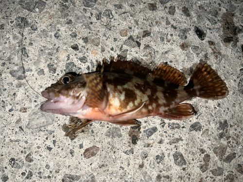 カサゴの釣果