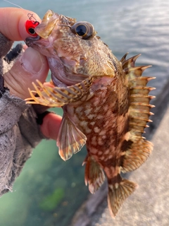 カサゴの釣果