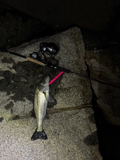 スズキの釣果