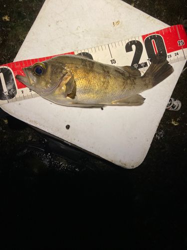 シロメバルの釣果