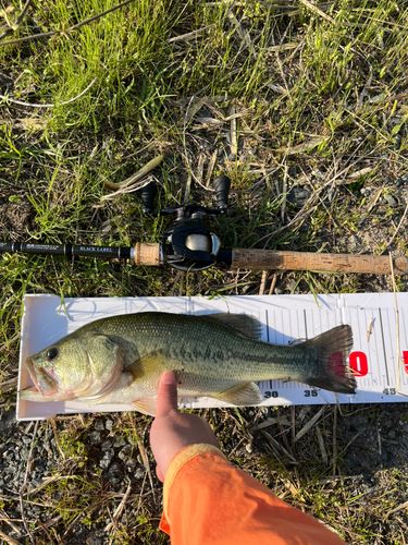 ブラックバスの釣果