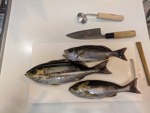 イサキの釣果