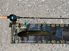 マナマズの釣果