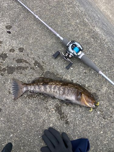 アイナメの釣果