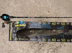 マナマズの釣果