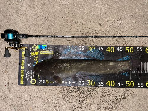 マナマズの釣果