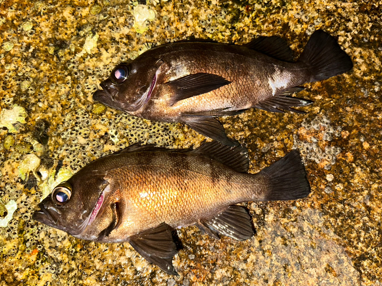 DAIWA 21月下美人 MX 78ML-T・Nの最安値・インプレ・釣果 | 本音 DAIWA 21月下美人 MX 78ML-T・Nの最安値・インプレ・釣果 | 本音