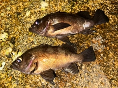 メバルの釣果