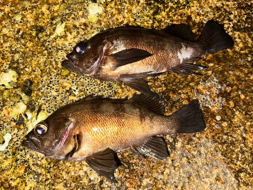 メバルの釣果