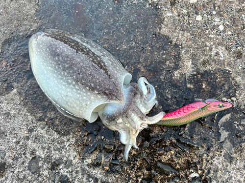 シリヤケイカの釣果
