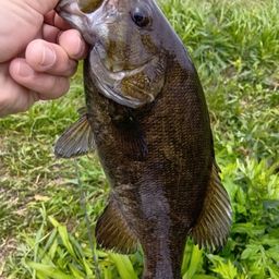 スモールマウスバス