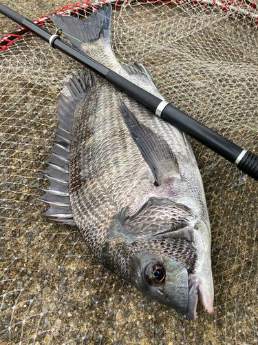 チヌの釣果