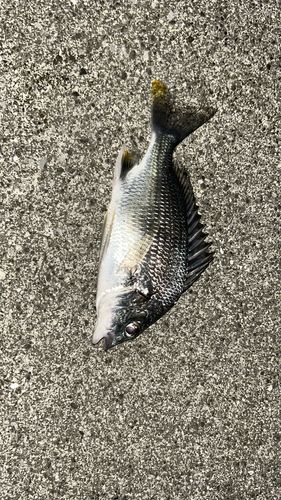 キビレの釣果