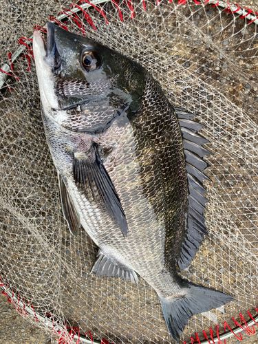チヌの釣果