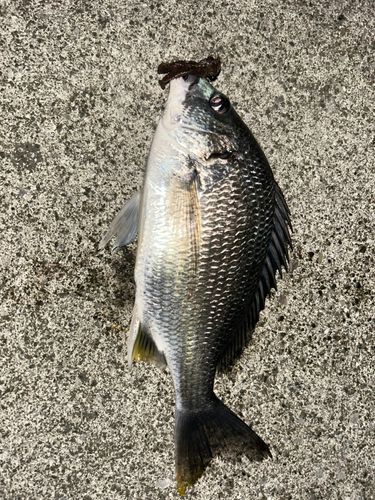 キビレの釣果