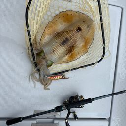 アオリイカ