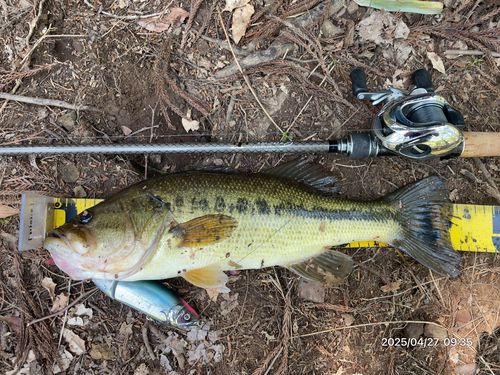 ブラックバスの釣果