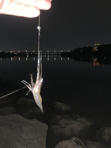 テナガエビの釣果