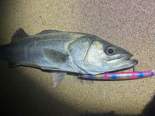 マルスズキの釣果
