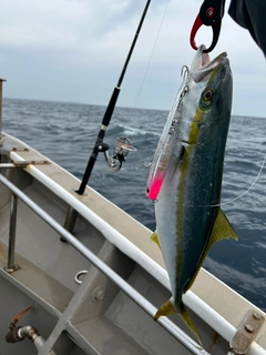 ヒラマサの釣果