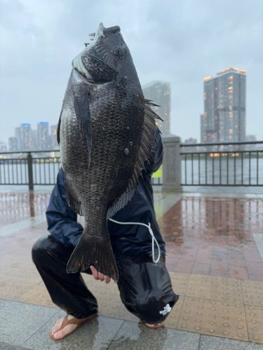クロダイの釣果