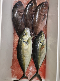 シマアジの釣果