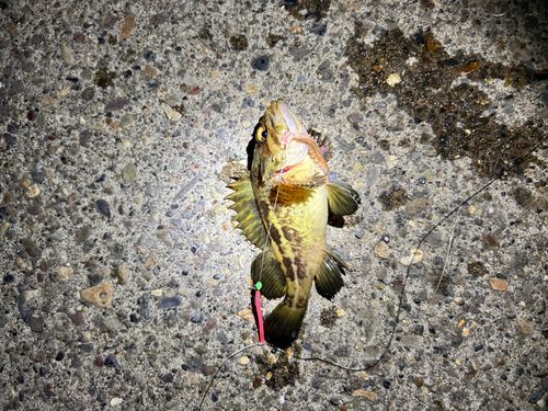 シマソイの釣果