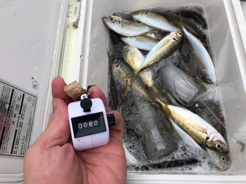 アジの釣果