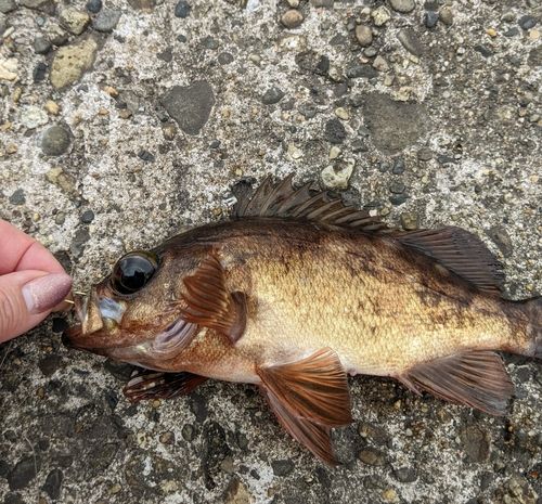 メバルの釣果