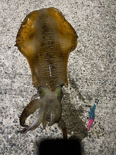 アオリイカの釣果