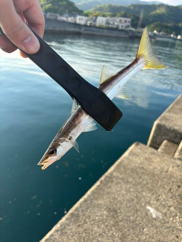 カマスの釣果