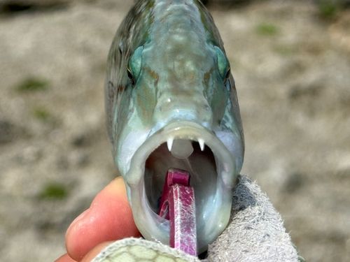 ヒトスジモチノウオの釣果