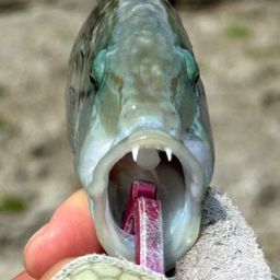 ヒトスジモチノウオ