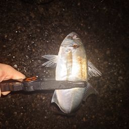 アジ