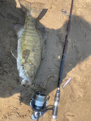 スモールマウスバスの釣果