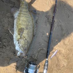 スモールマウスバス