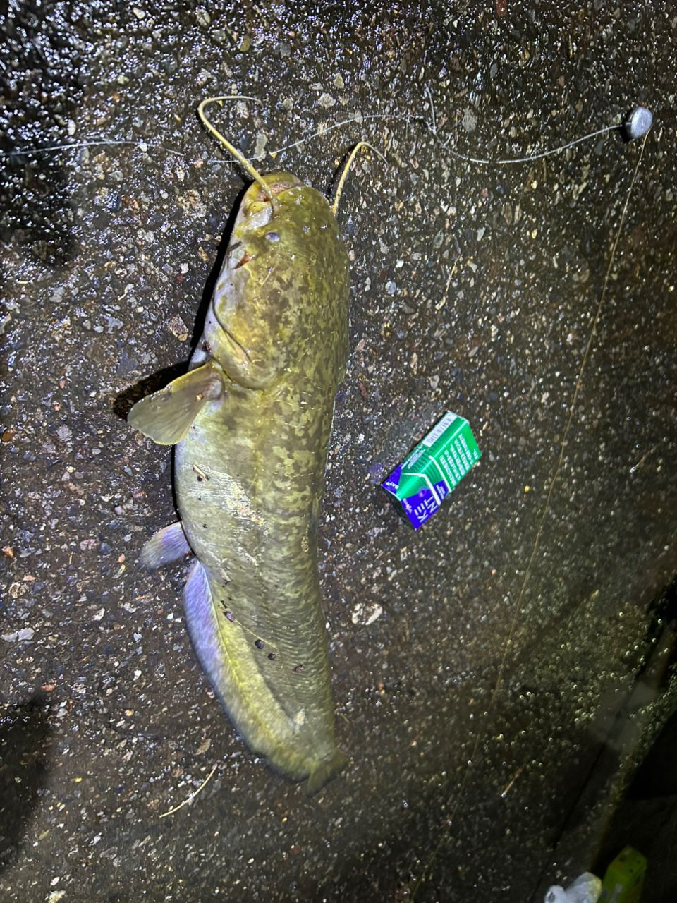 ナマズ