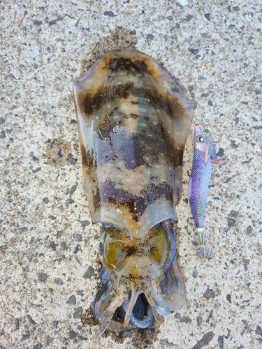 アオリイカの釣果