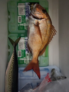 マダイの釣果
