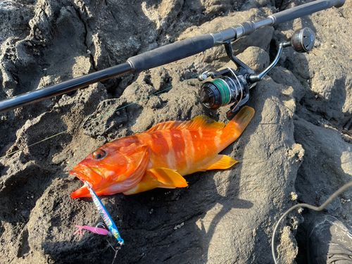 アカハタの釣果