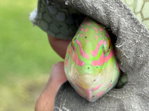 ミツボシキュウセンの釣果