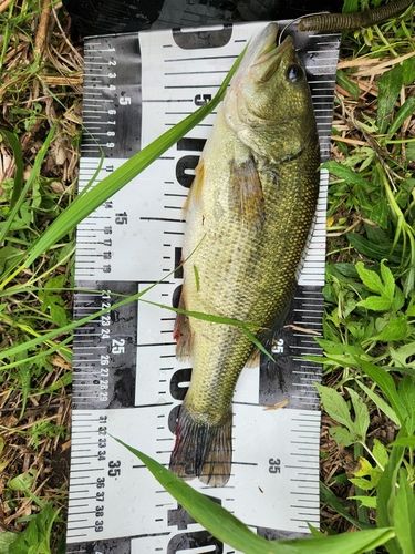 ブラックバスの釣果