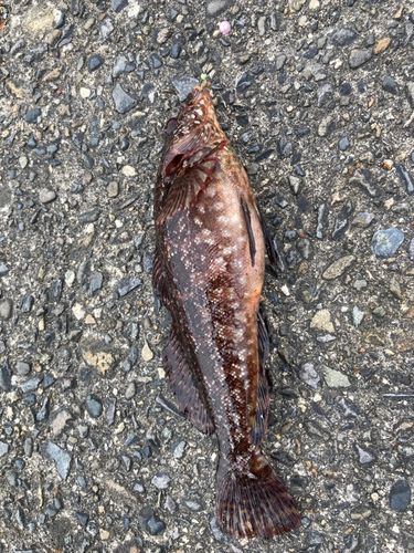 クロメバルの釣果
