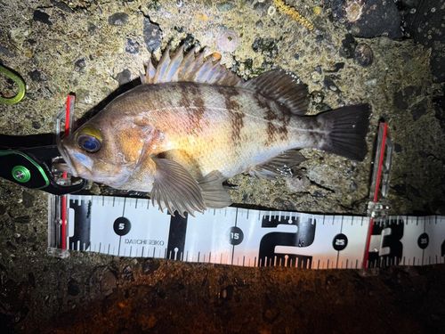 メバルの釣果