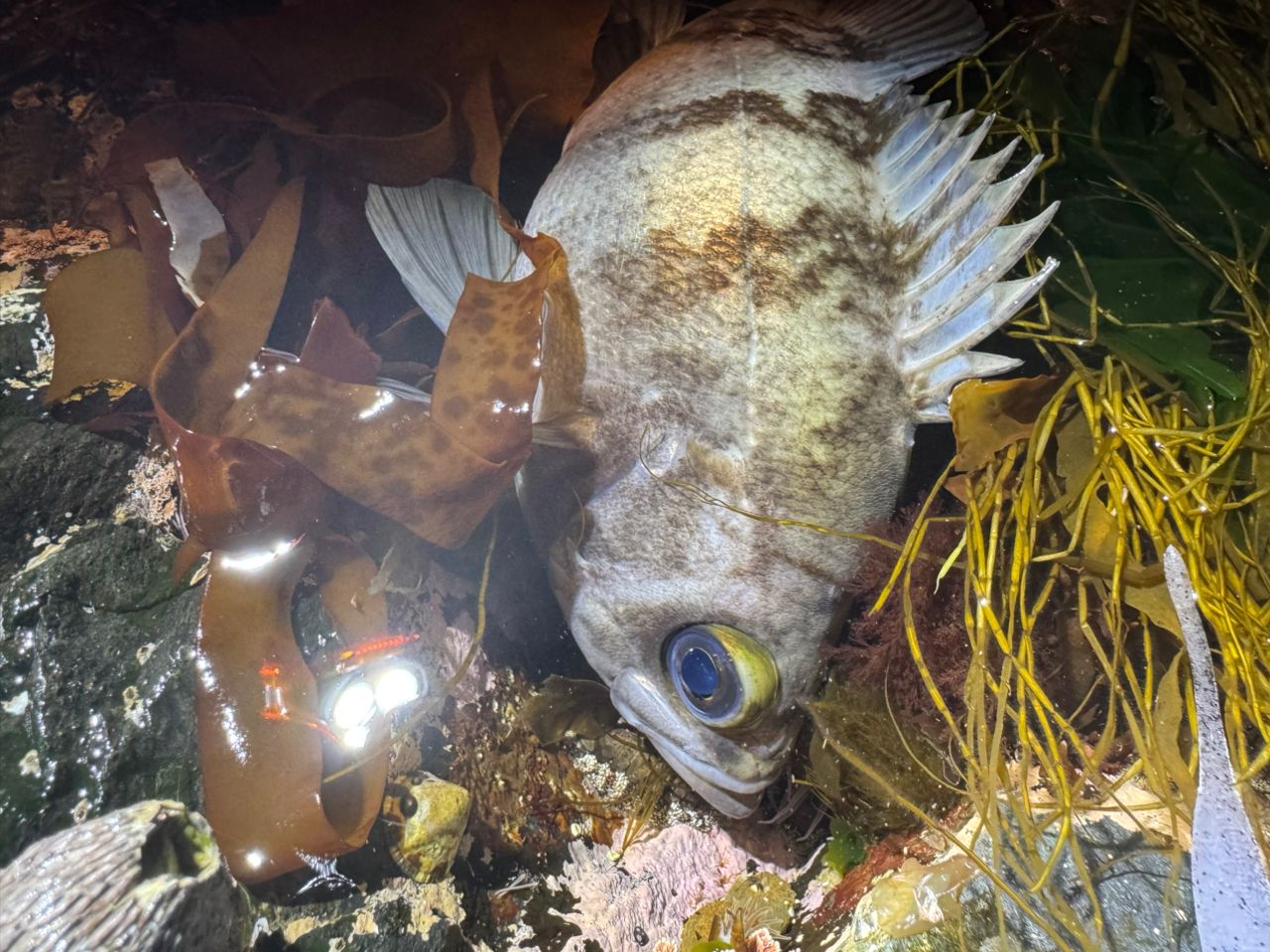 メバル